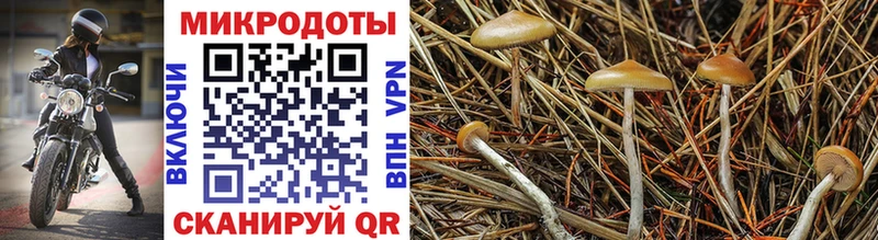 блэк спрут ТОР  где можно купить   Обнинск  Галлюциногенные грибы Psilocybe 